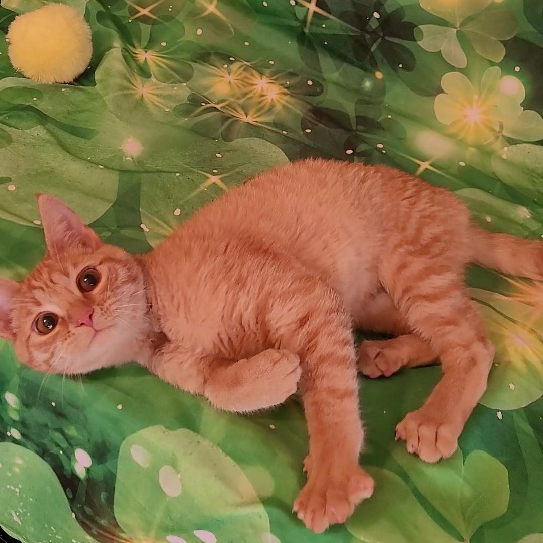 SAM, adopted, Kitten Male Tabby & Domestic Short Hair.