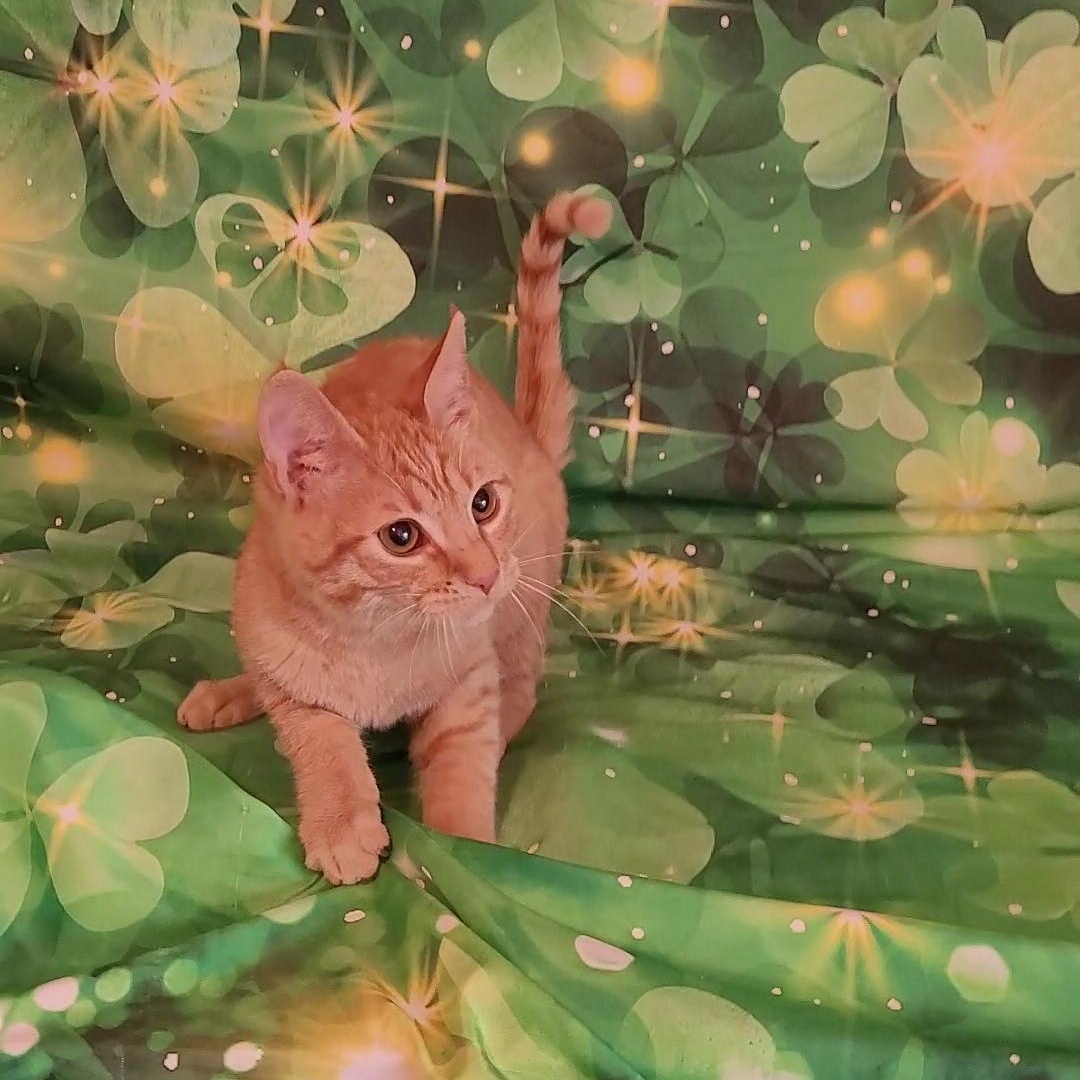 SAM, an adopted mixed breed in Escalon, CA image 6/6