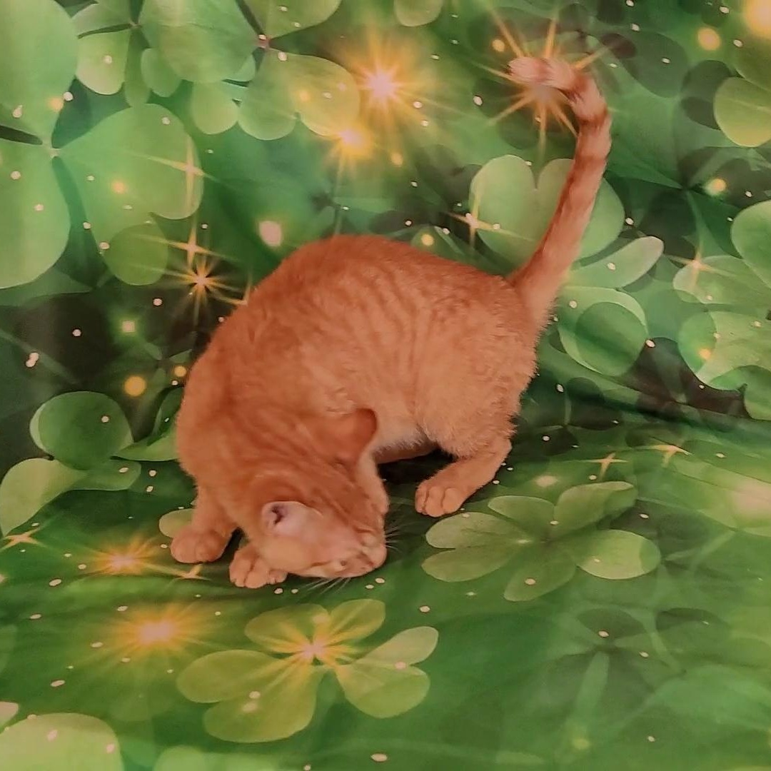 SAM, an adopted mixed breed in Escalon, CA image 4/6