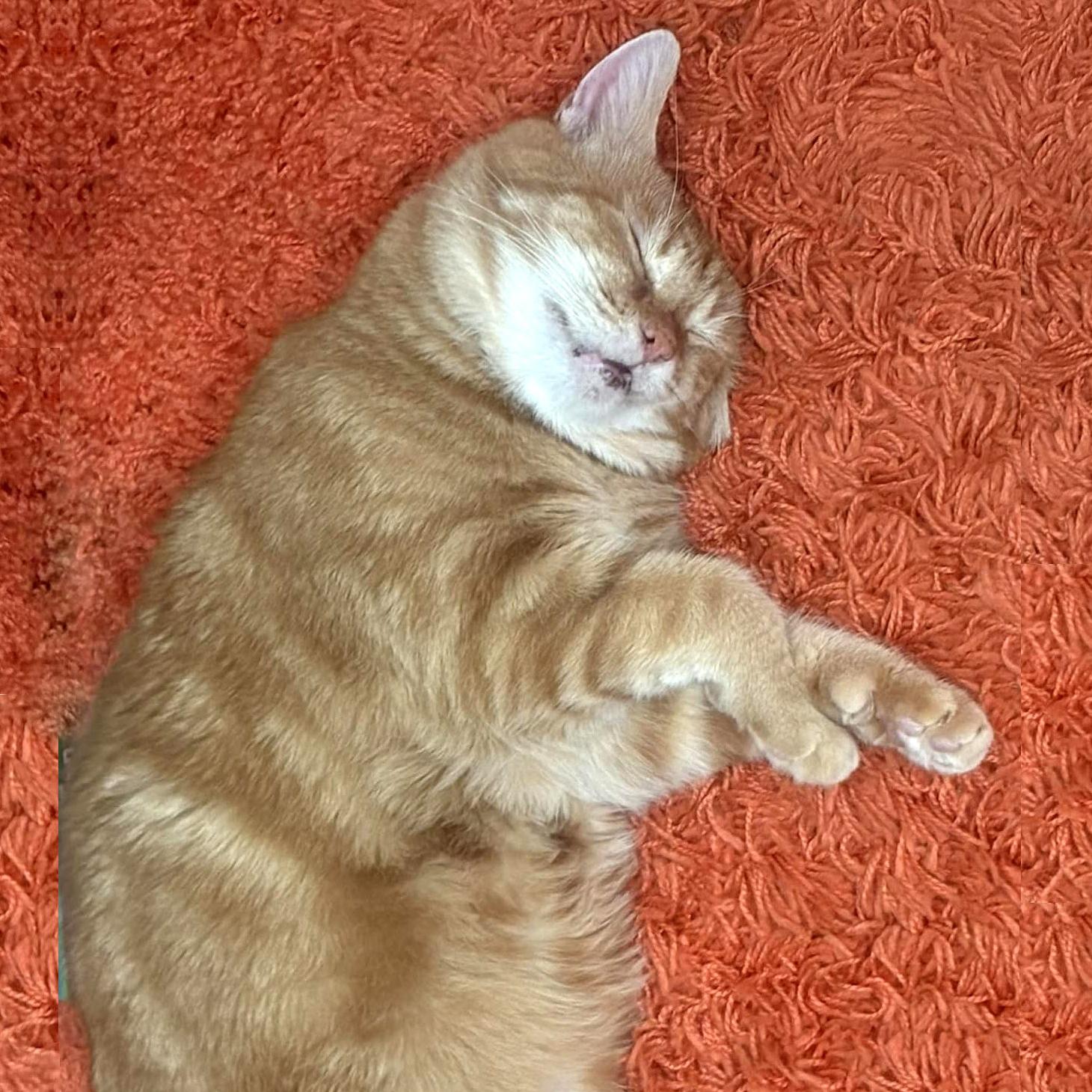 Enlarge Walker, a Adoptable Domestic Short Hair in Pittsburgh, PA image 2/6