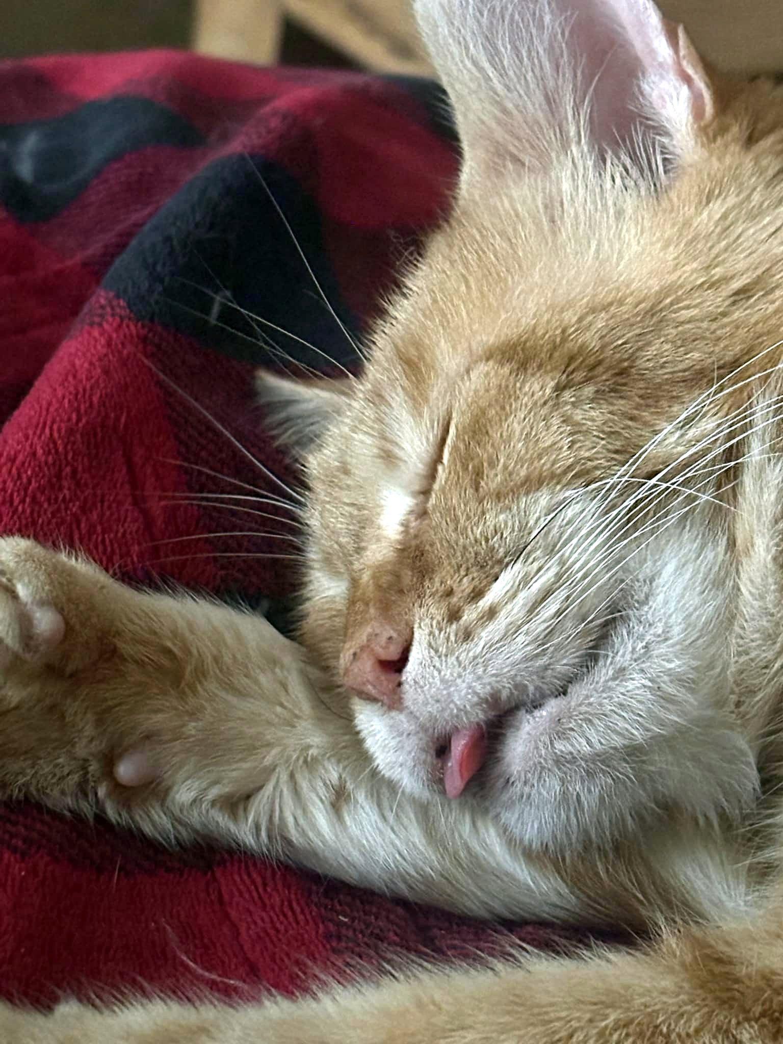 Enlarge Walker, a Adoptable Domestic Short Hair in Pittsburgh, PA image 5/6