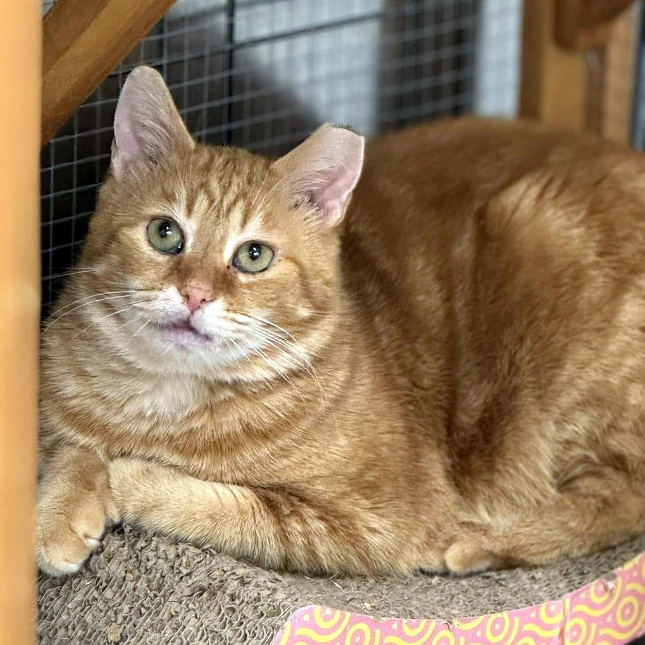 Walker, Adult Male Domestic Short Hair