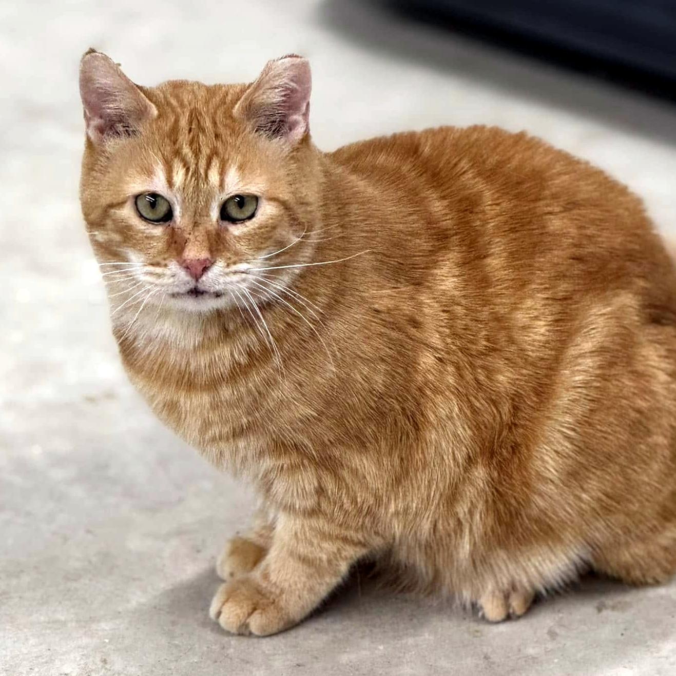 Enlarge Walker, a Adoptable Domestic Short Hair in Pittsburgh, PA image 6/6