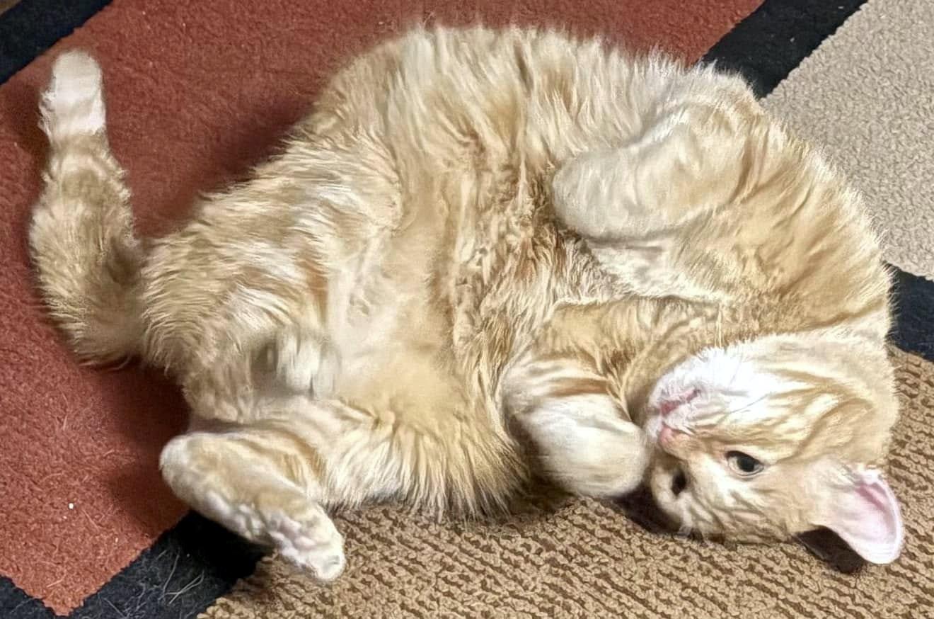 Enlarge Walker, a Adoptable Domestic Short Hair in Pittsburgh, PA image 4/6