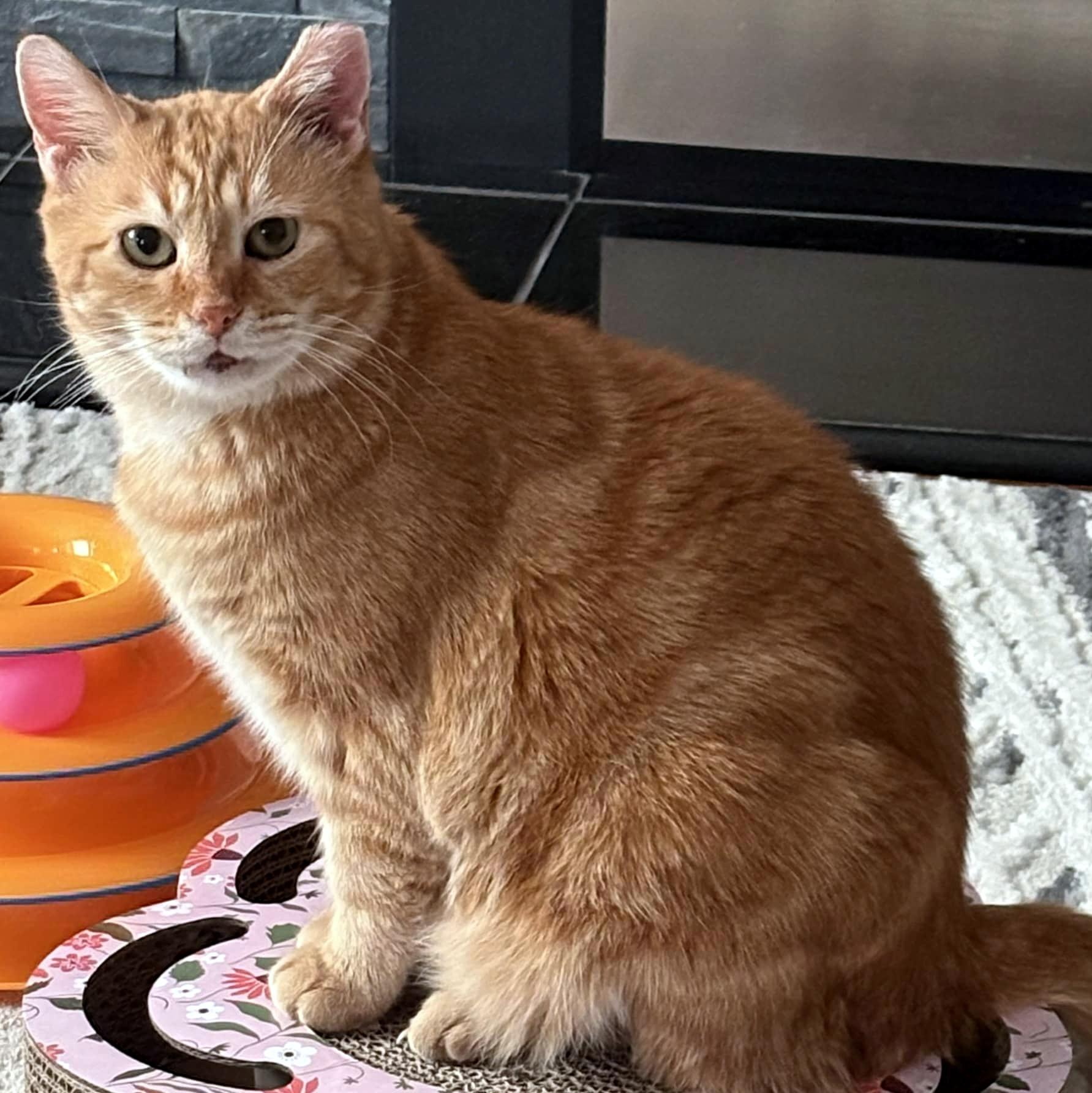 Walker, Adoptable, Adult Male Domestic Short Hair.