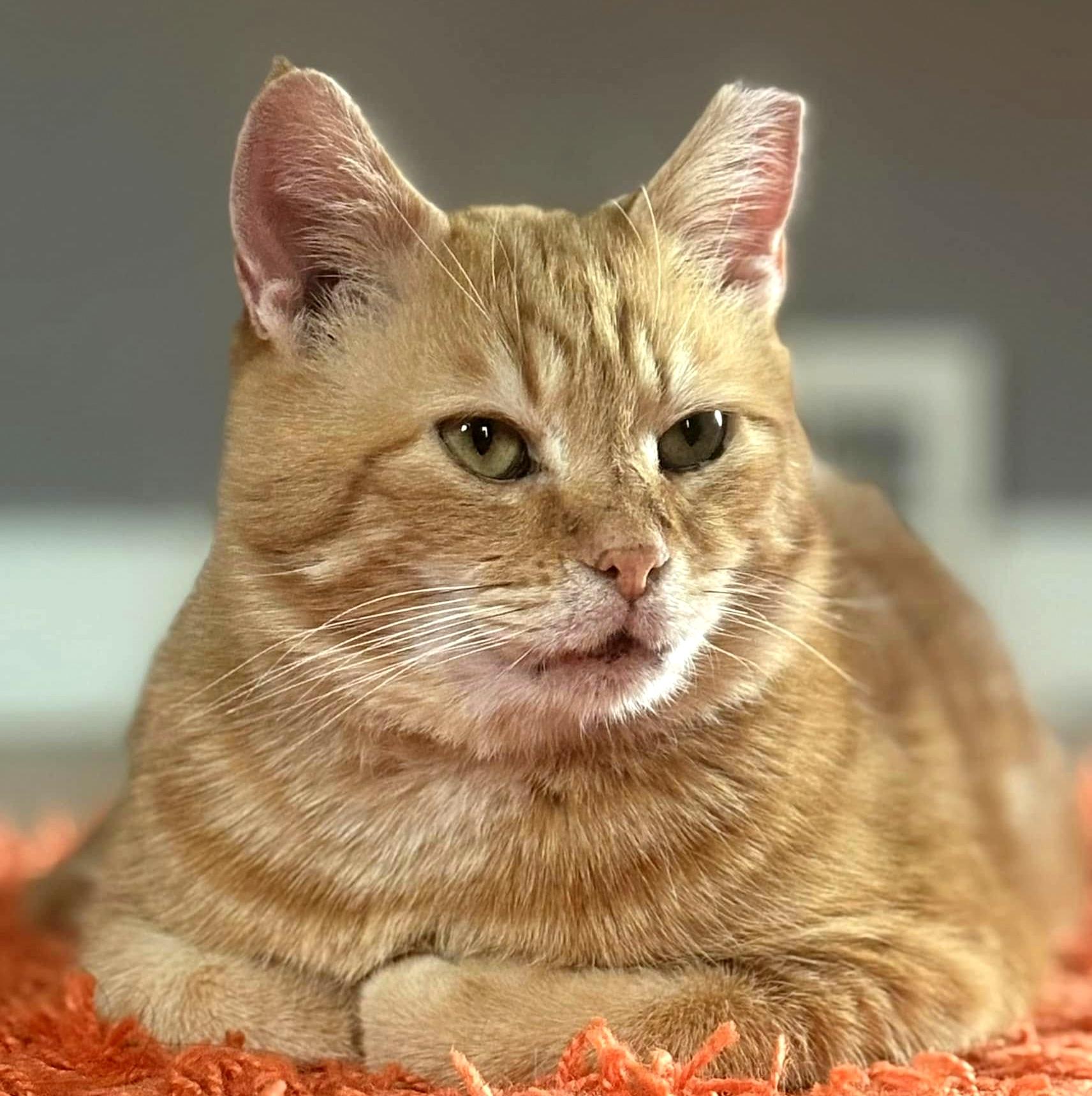 Enlarge Walker, a Adoptable Domestic Short Hair in Pittsburgh, PA image 3/6