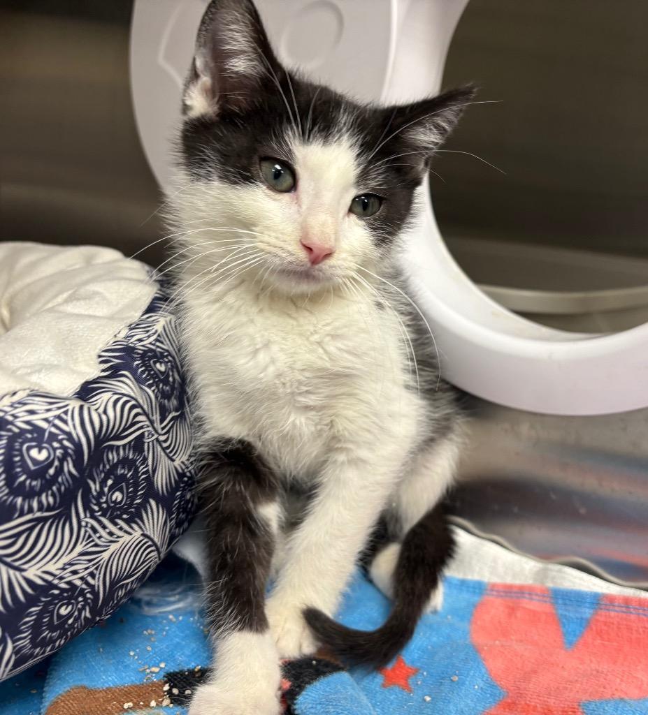 Enlarge Percy, a Adoptable mixed breed in Greeneville, TN image 1/1