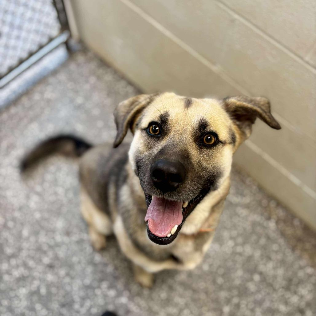 Enlarge Thor, a Adoptable mixed breed in Parkersburg, WV image 1/5