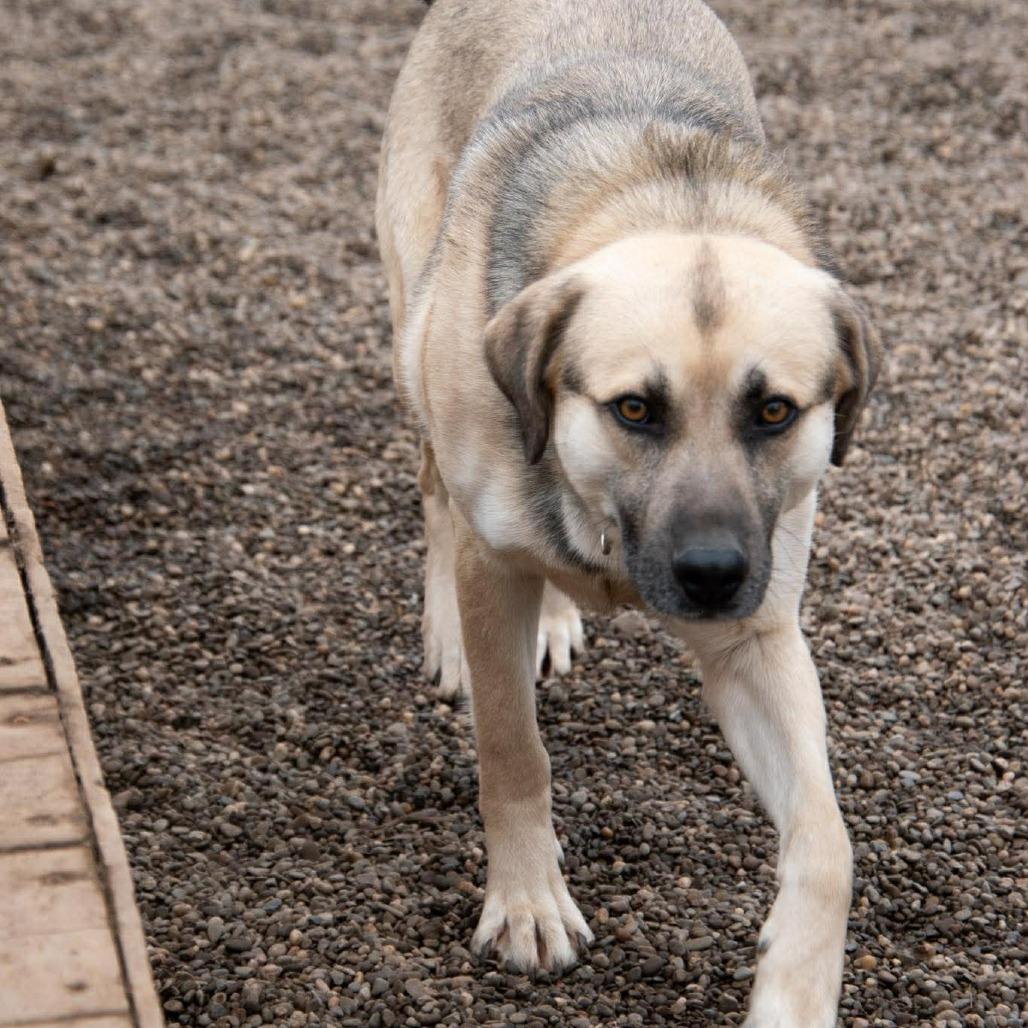 Enlarge Thor, a Adoptable mixed breed in Parkersburg, WV image 2/5