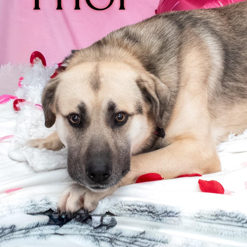 Enlarge Thor, a Adoptable mixed breed in Parkersburg, WV image 3/5