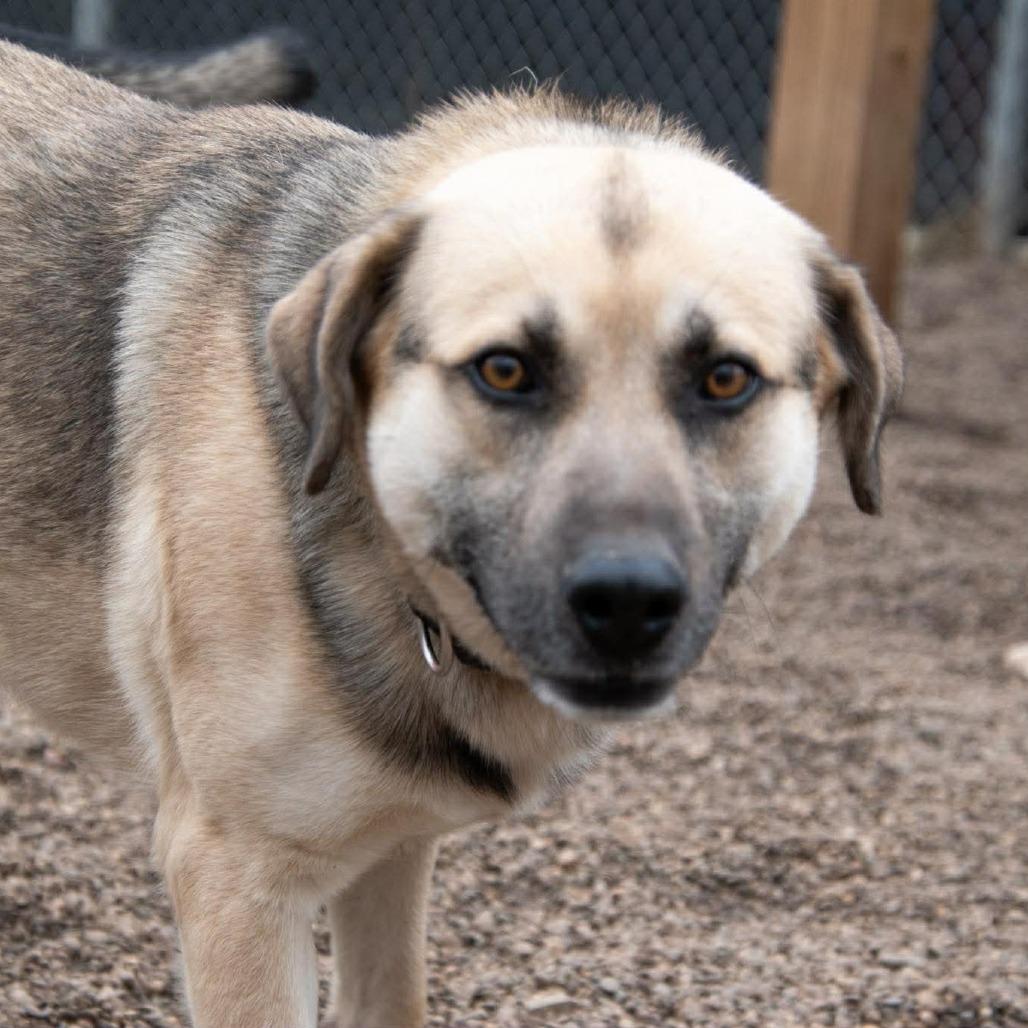 Enlarge Thor, a Adoptable mixed breed in Parkersburg, WV image 4/5