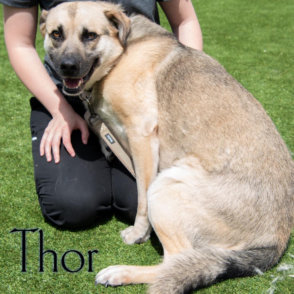 Enlarge Thor, a Adoptable mixed breed in Parkersburg, WV image 5/6