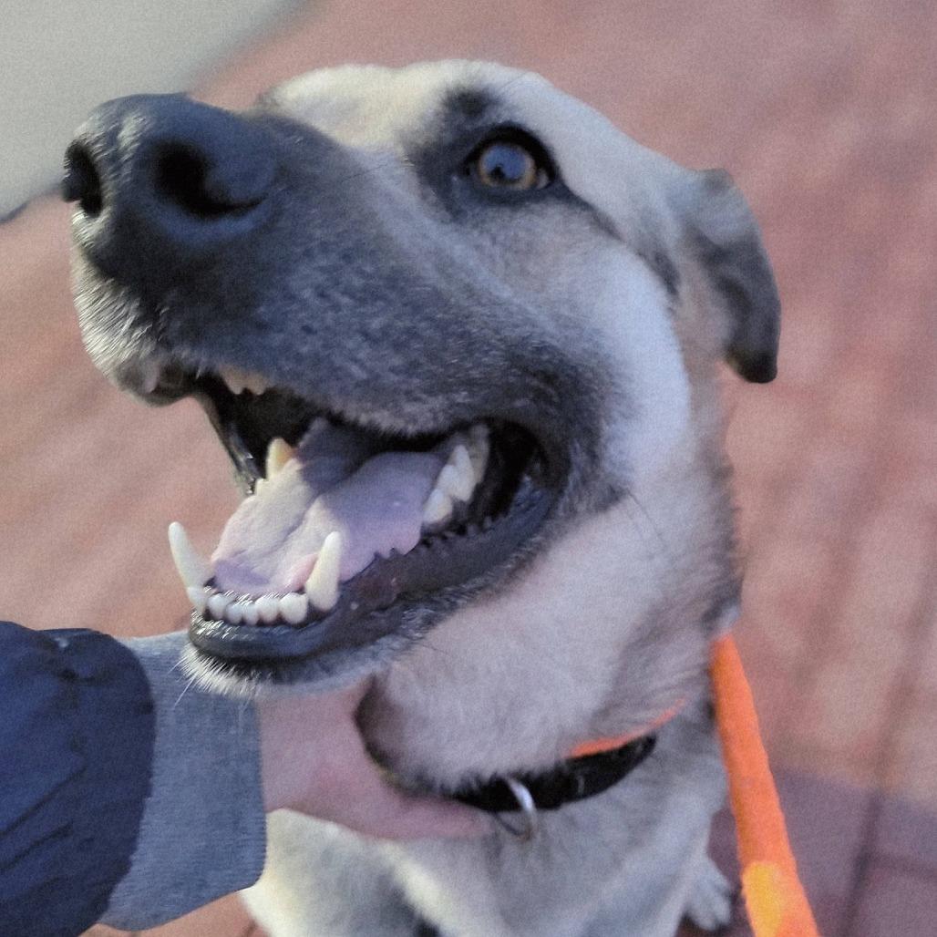 Enlarge Thor, a Adoptable mixed breed in Parkersburg, WV image 5/5