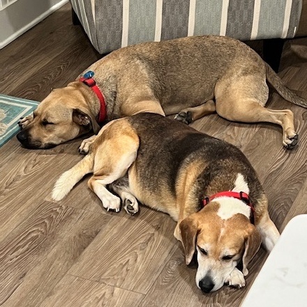 Bella, a Adoptable mixed breed in Pensacola, FL image 5/6