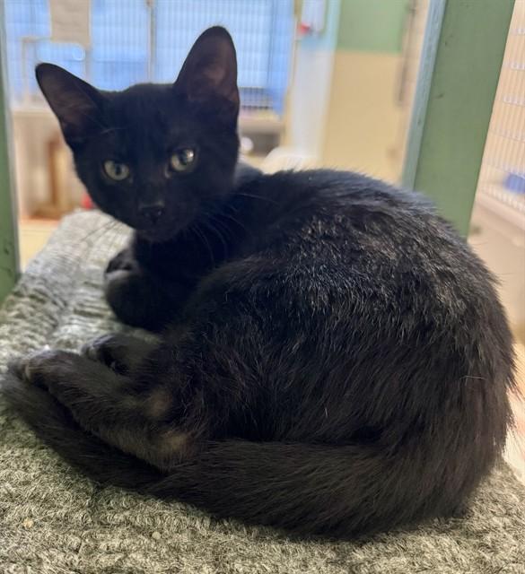 Enlarge ROMULUS, a Adoptable Domestic Short Hair in Sarasota, FL image 1/1