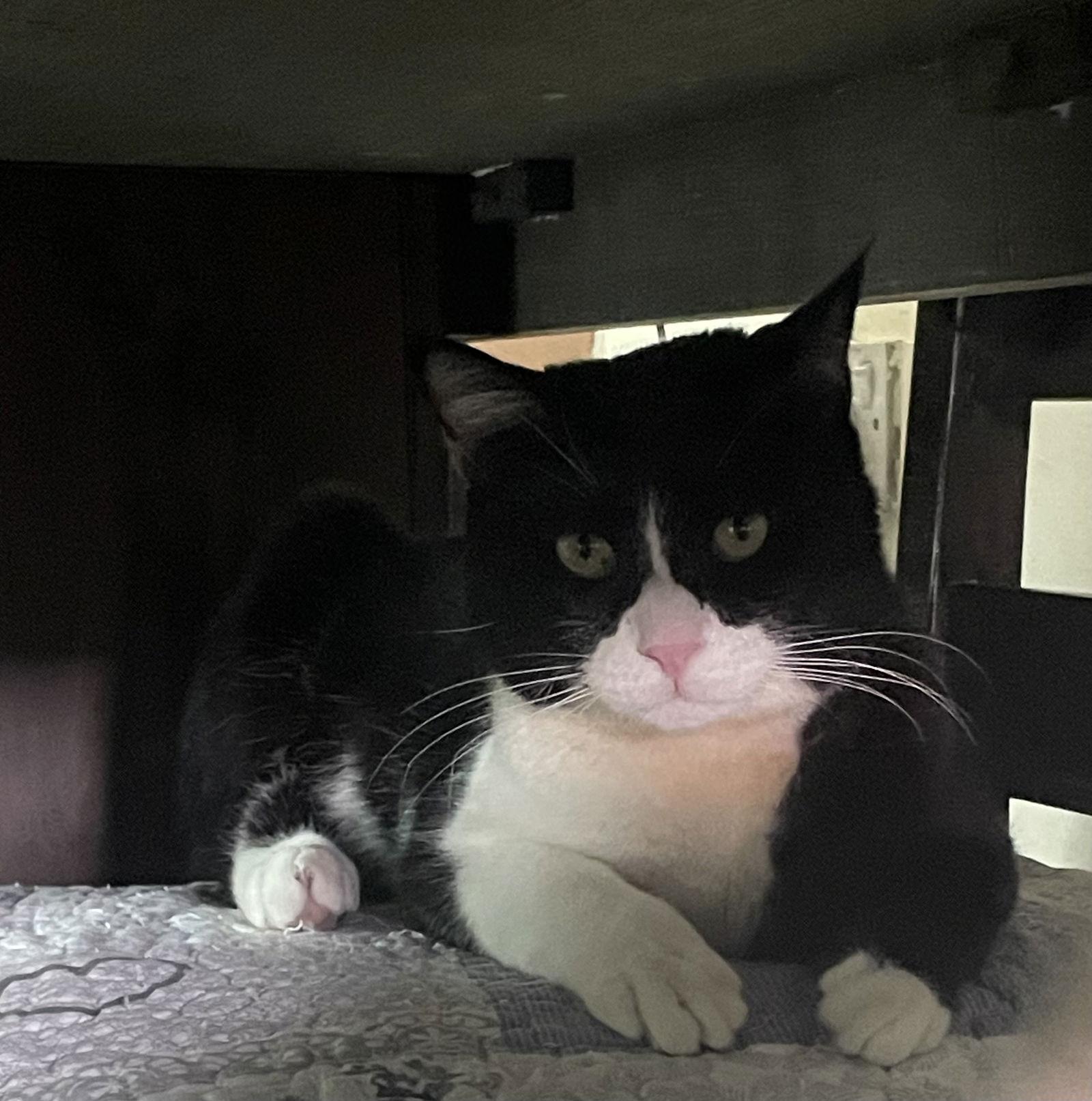 Kevin — thumbnail 3