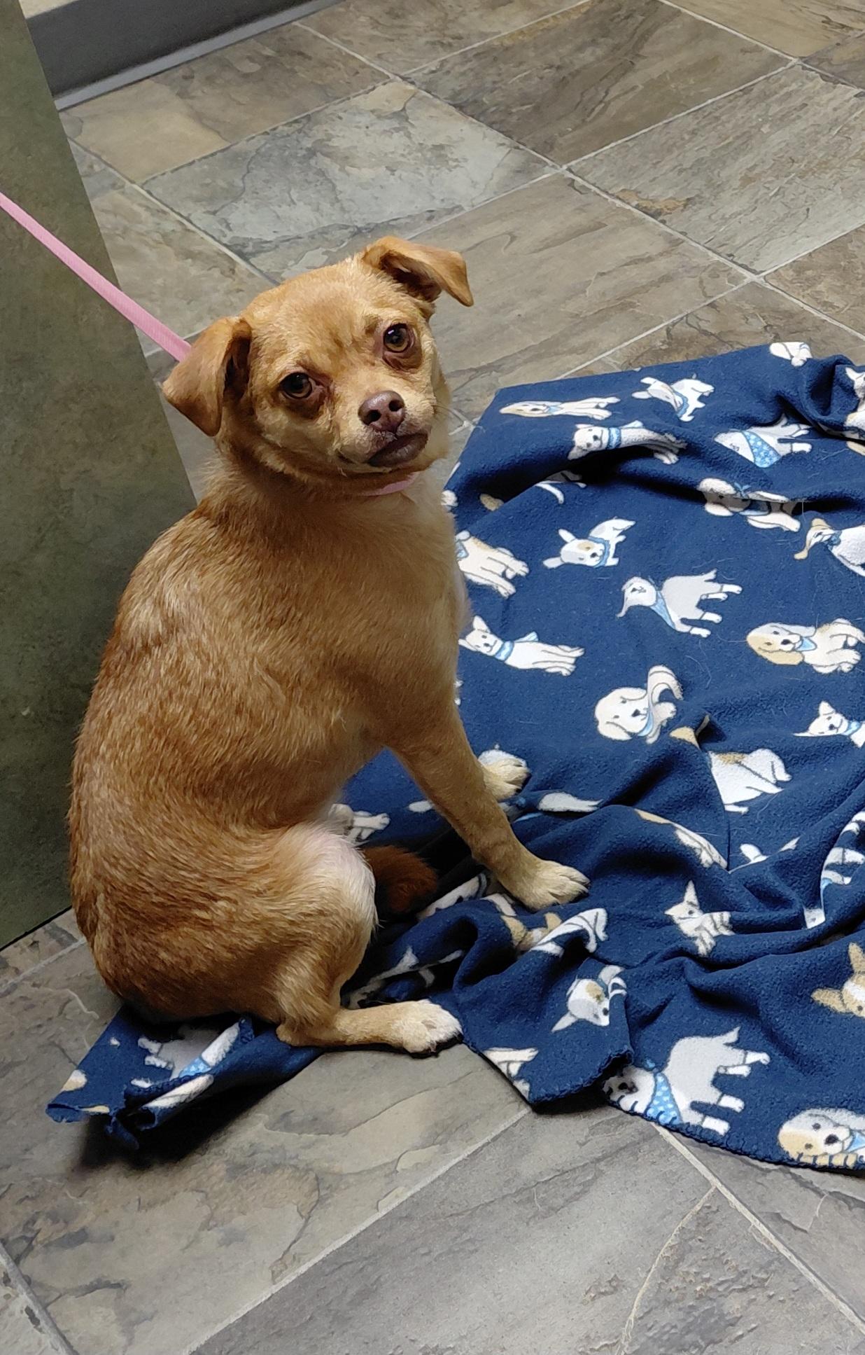 Enlarge Marcie, an adopted mixed breed in Hazleton, IA image 1/3