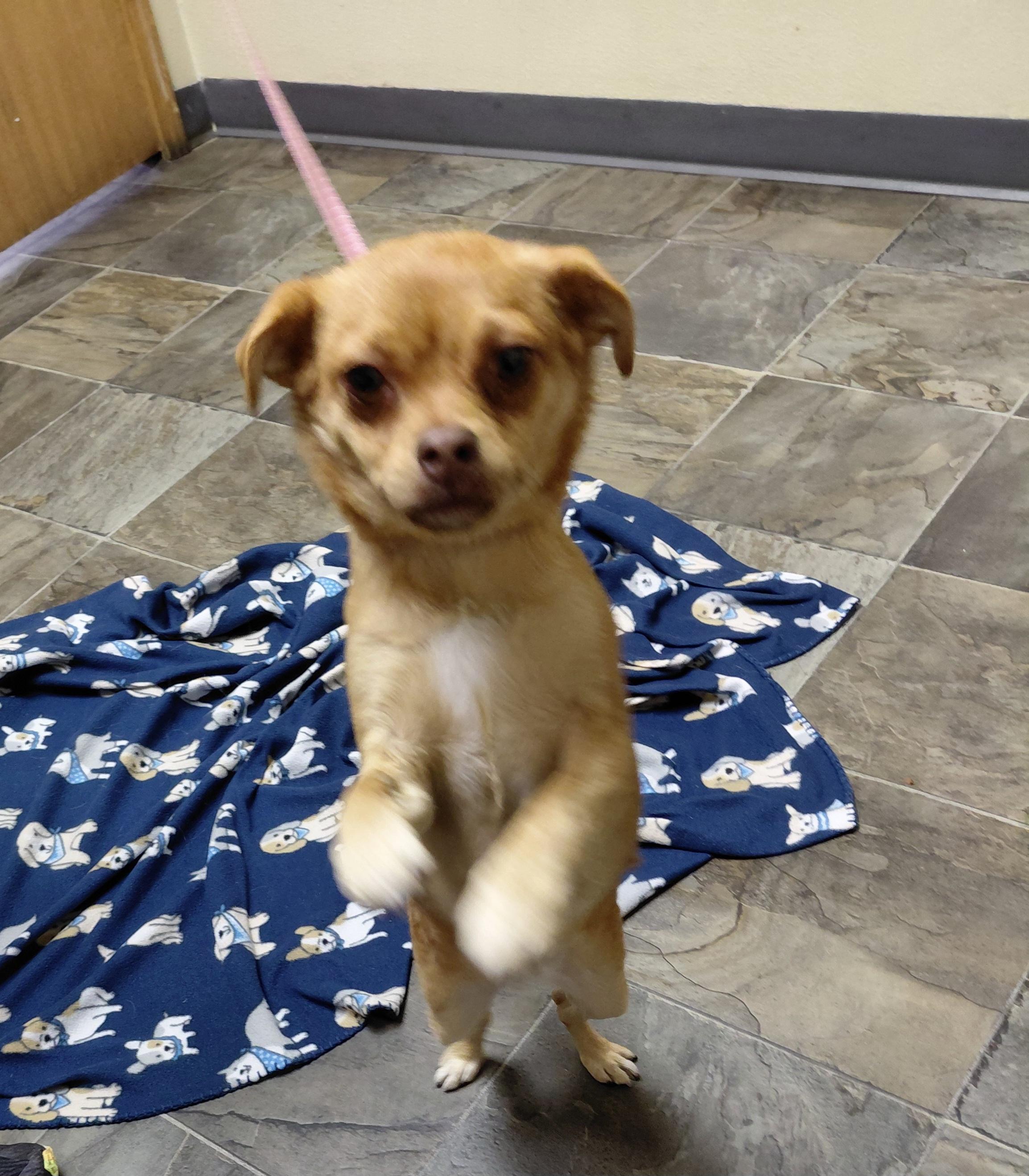 Enlarge Marcie, an adopted mixed breed in Hazleton, IA image 2/3