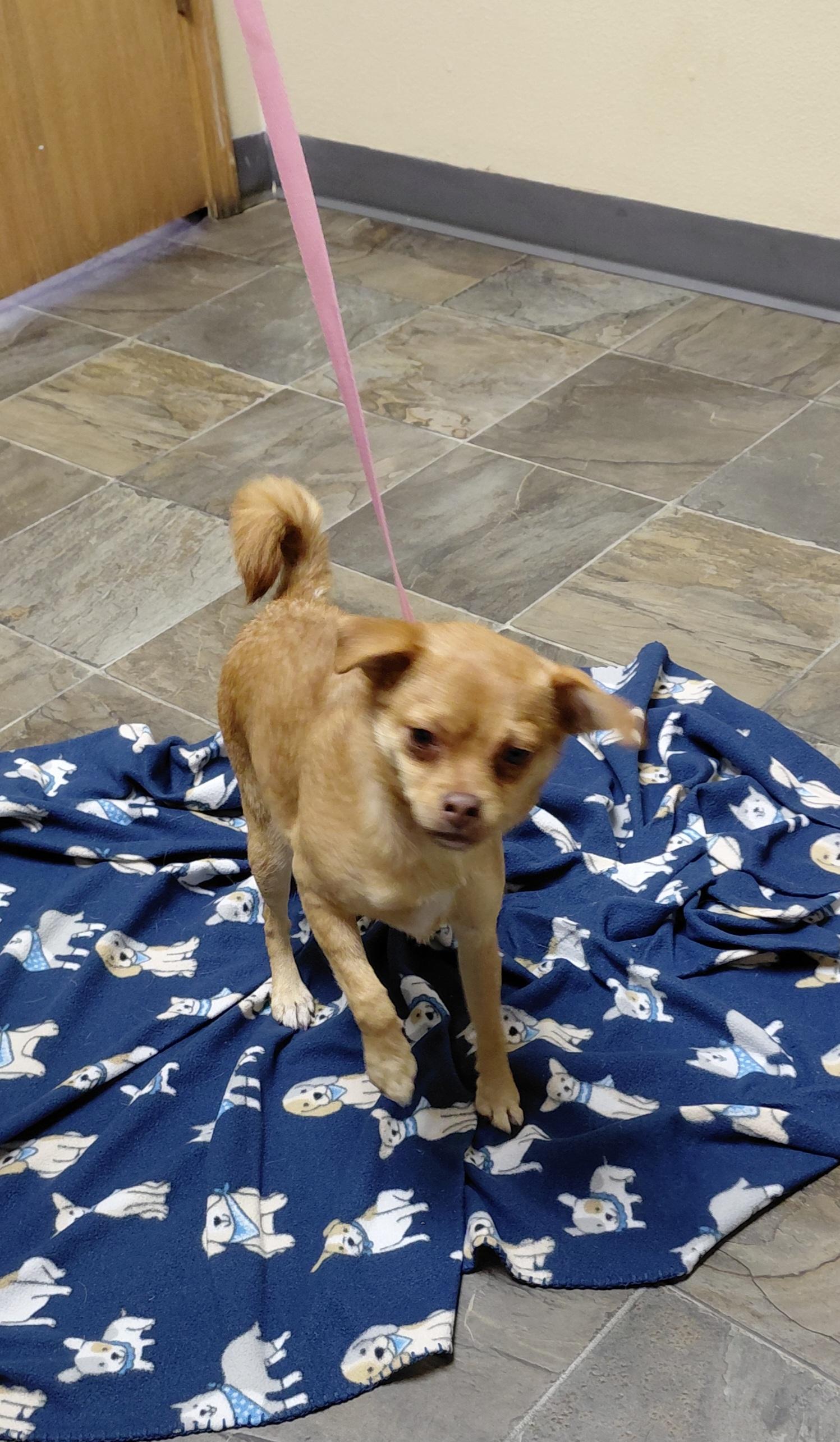 Enlarge Marcie, an adopted mixed breed in Hazleton, IA image 3/3