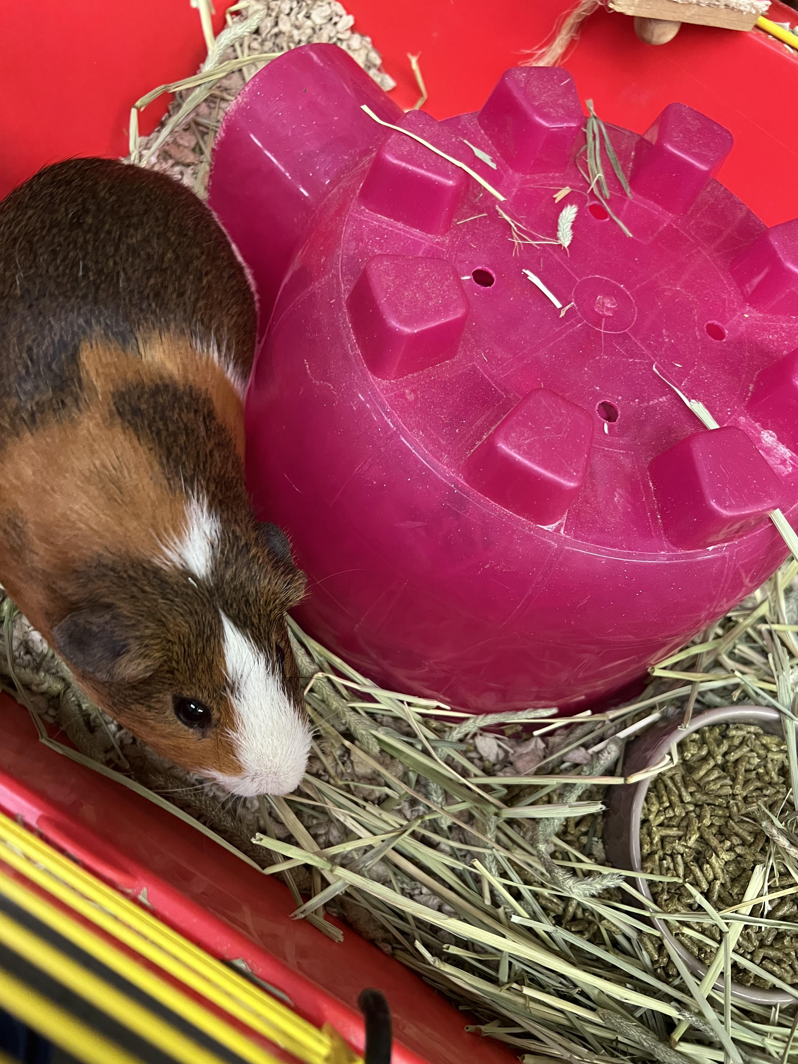 Enlarge Theodore, a Adoptable Guinea Pig in Hillsborough, NJ image 2/3