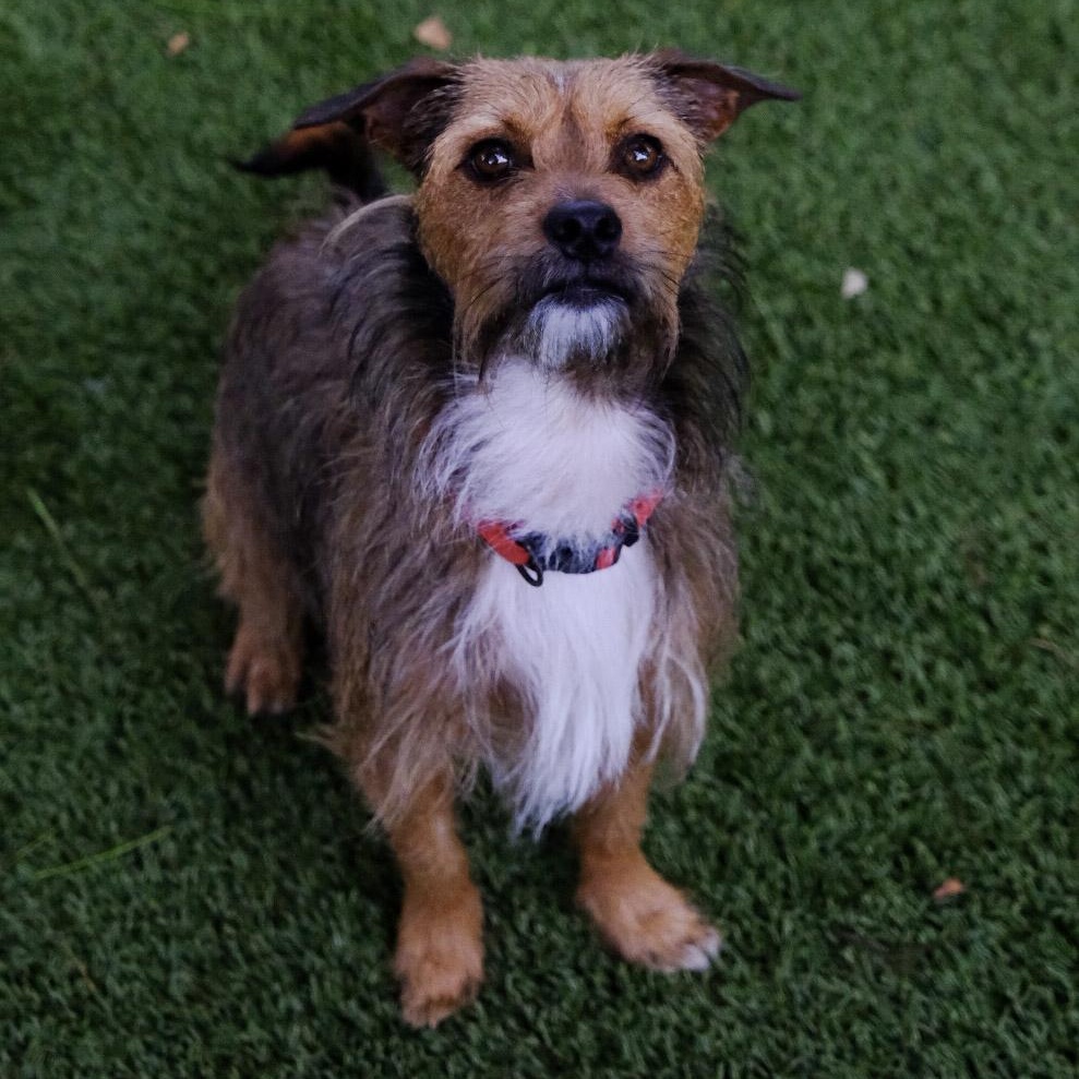 Enlarge Fendi 1447, a ADOPTABLE mixed breed in Boca Raton, FL image 1/2
