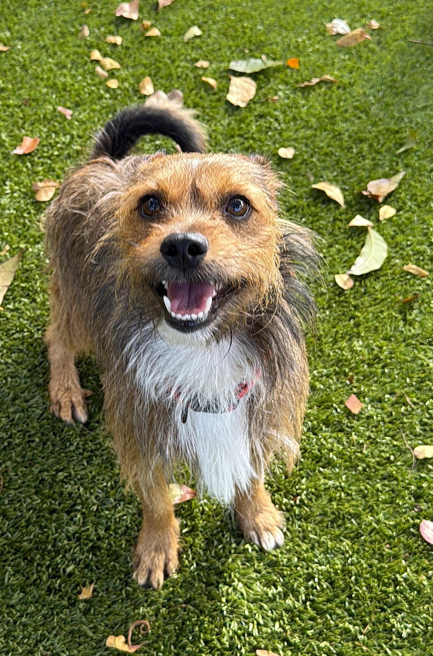 Enlarge Fendi 1447, a ADOPTABLE mixed breed in Boca Raton, FL image 2/2