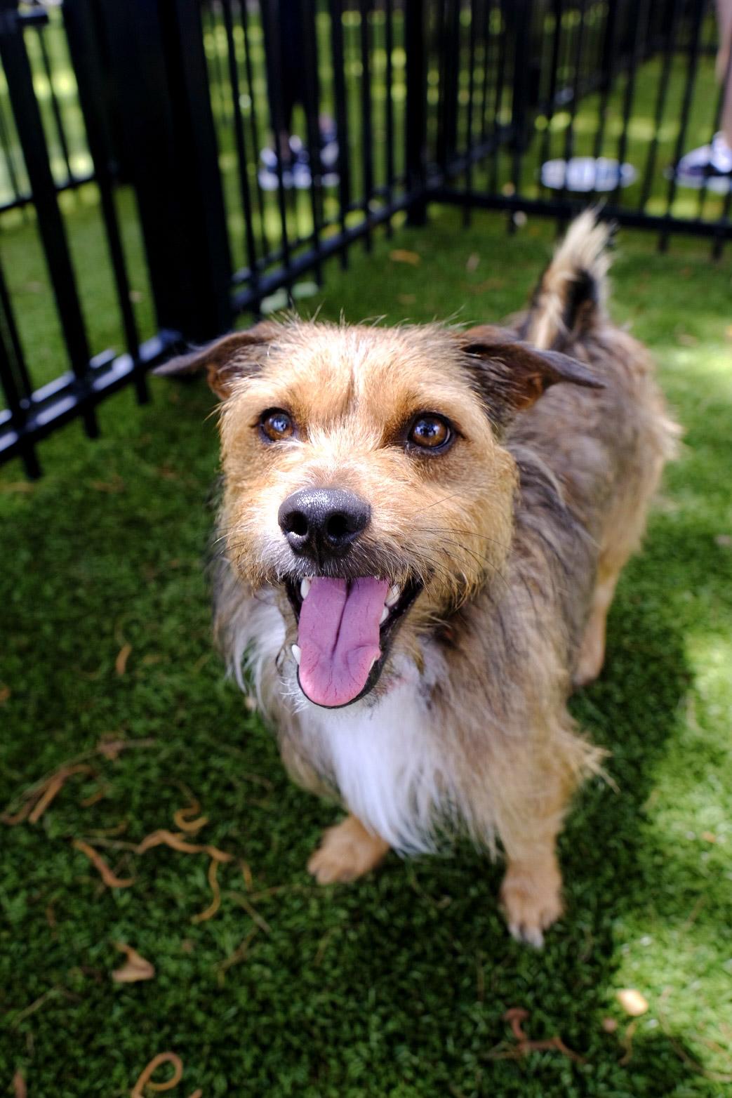 Fendi 1447, ADOPTABLE, Young Male Miniature Schnauzer.