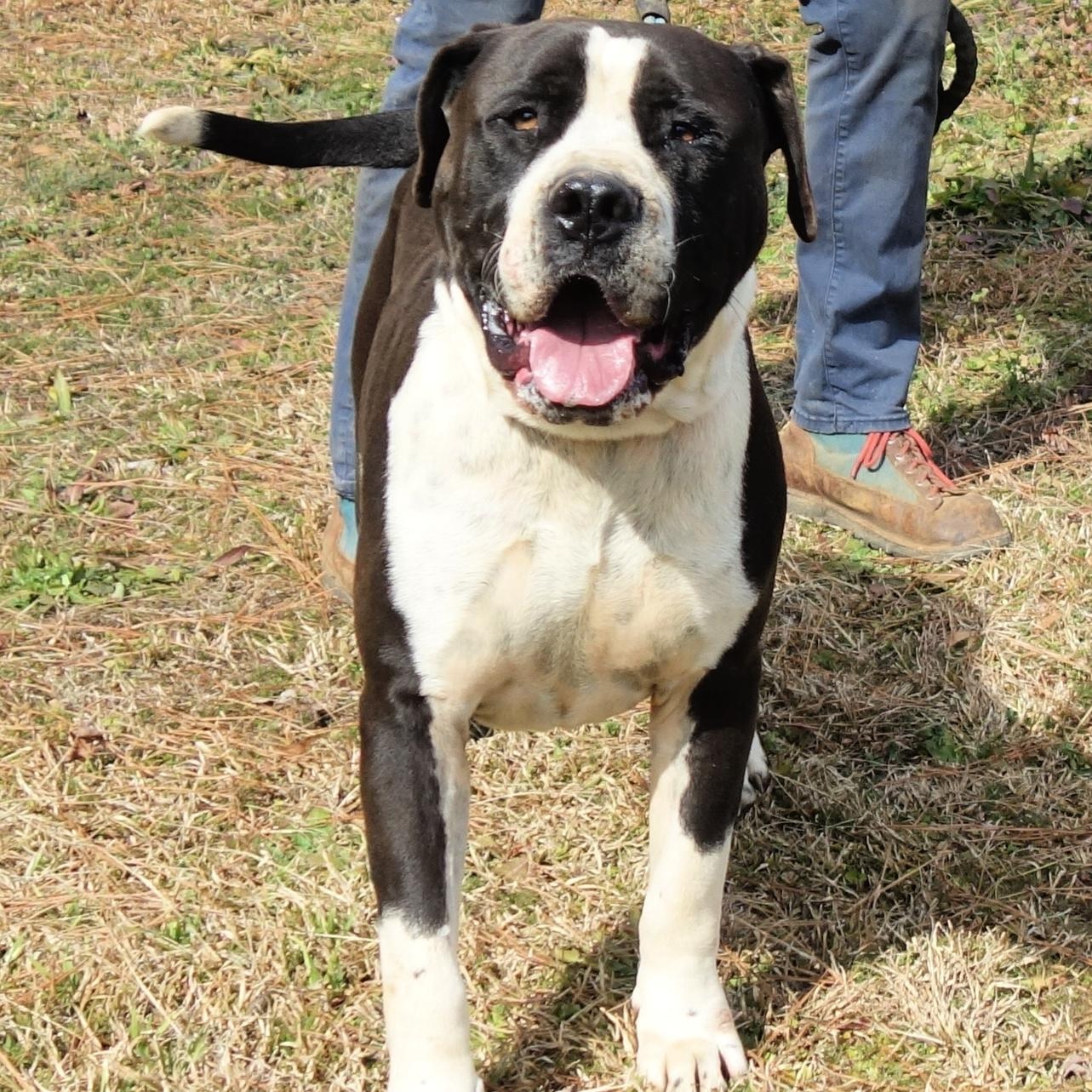 Megatron, a Adoptable mixed breed in Norwood, GA image 4/4