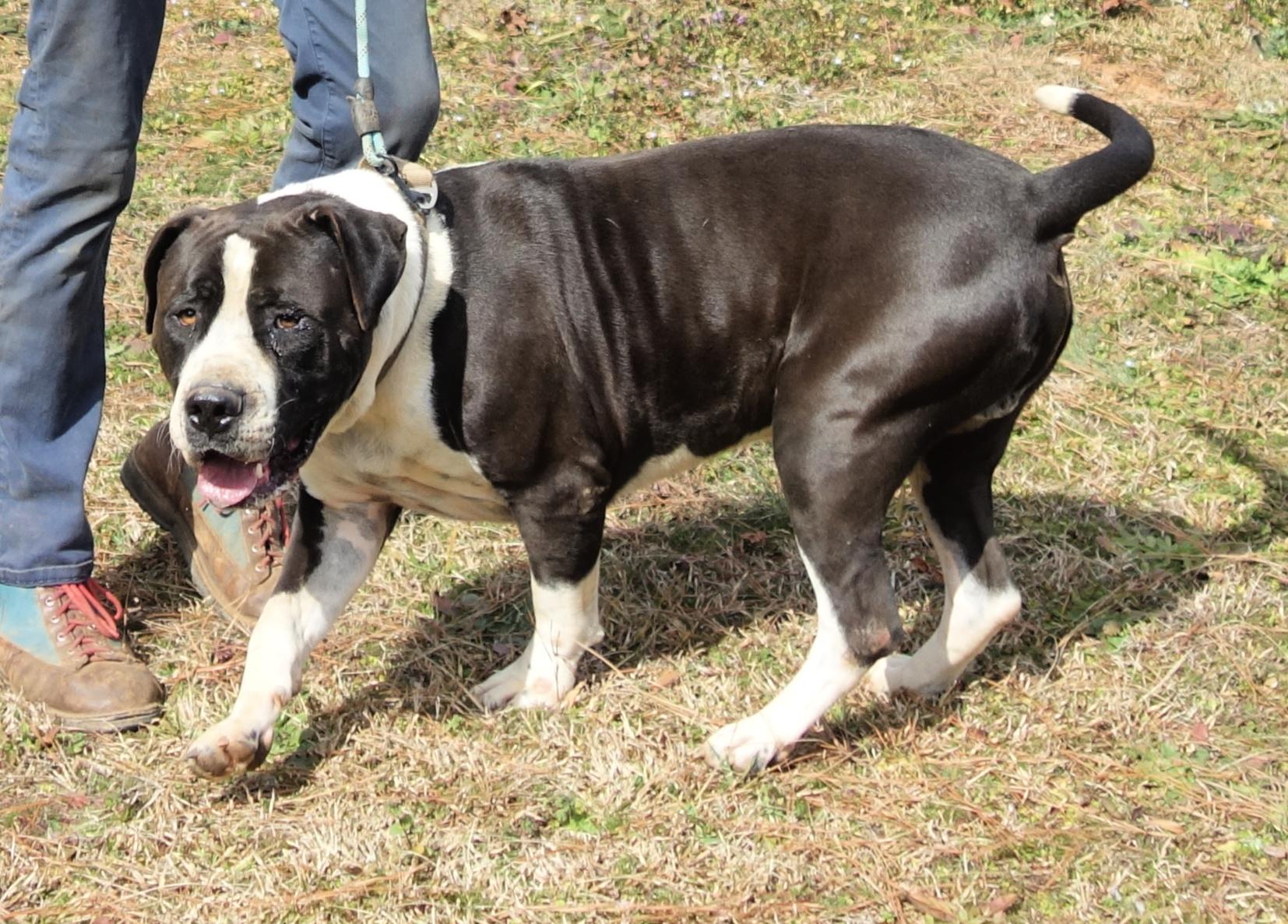 Megatron, a Adoptable mixed breed in Norwood, GA image 2/4