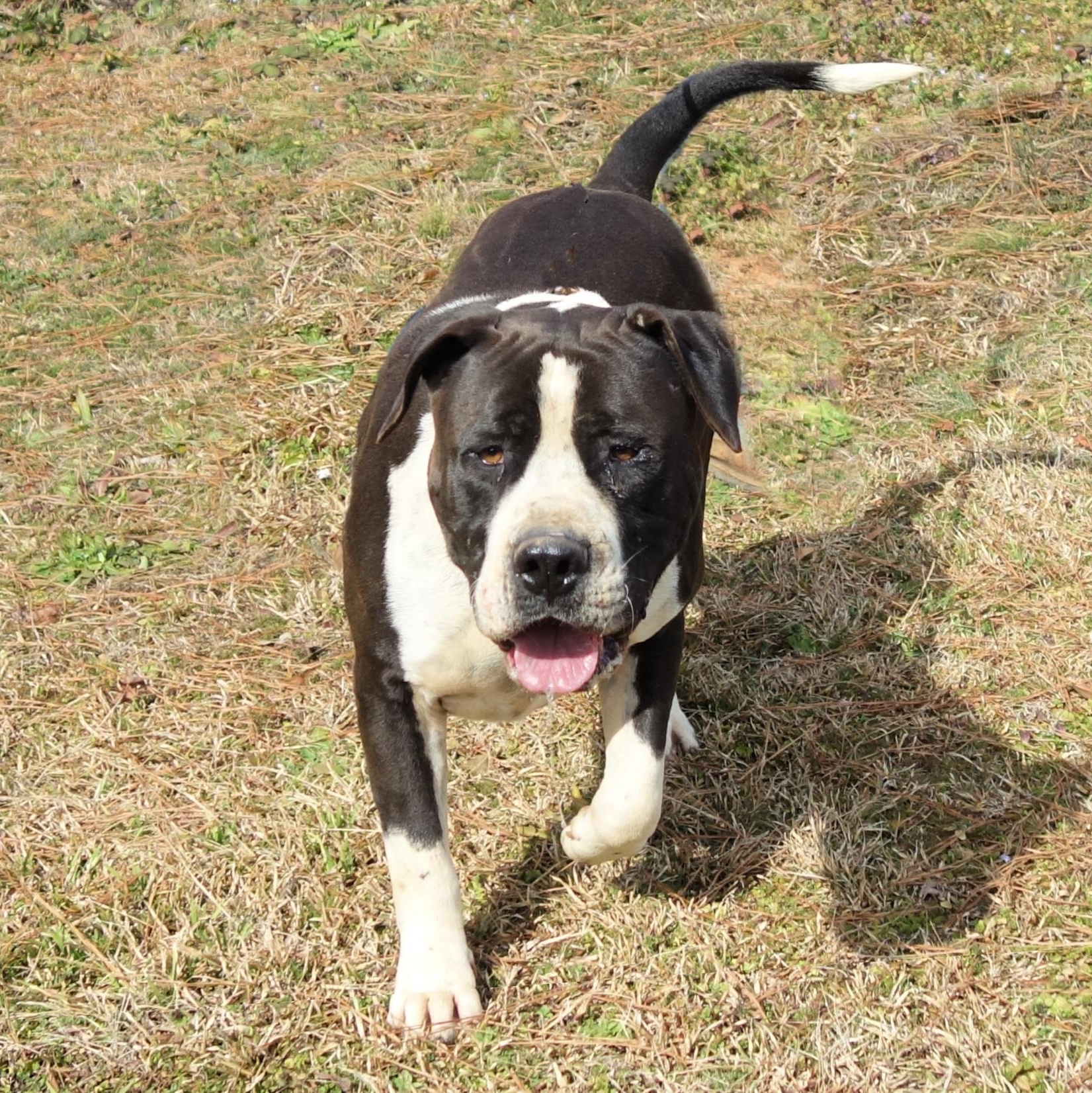 Megatron, a Adoptable mixed breed in Norwood, GA image 3/4