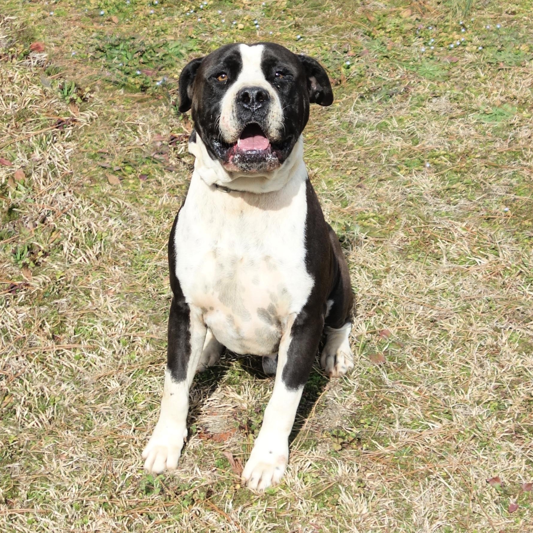 Megatron, a Adoptable mixed breed in Norwood, GA image 1/4