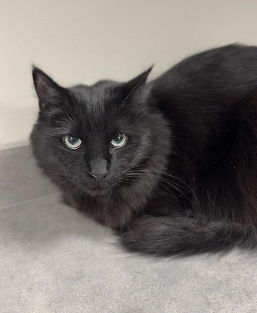 Enlarge Gypsy, a Adoptable mixed breed in Bemidji, MN image 1/1