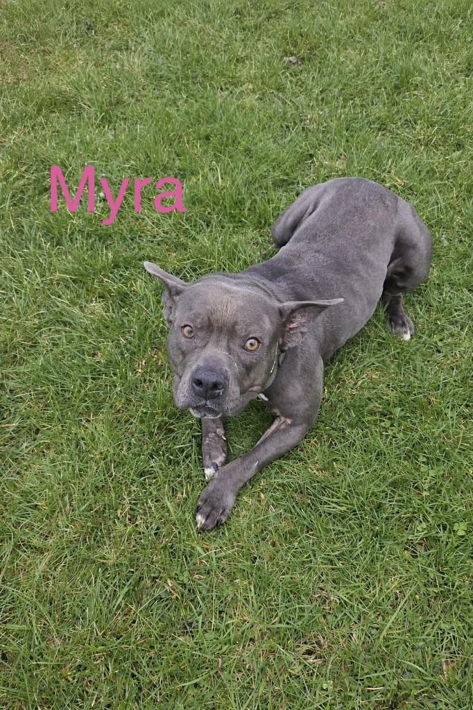 Enlarge Myra, a Adoptable mixed breed in Kendallville, IN image 1/2