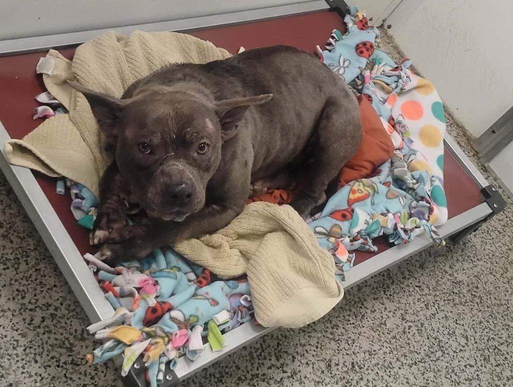 Enlarge Myra, a Adoptable mixed breed in Kendallville, IN image 2/2