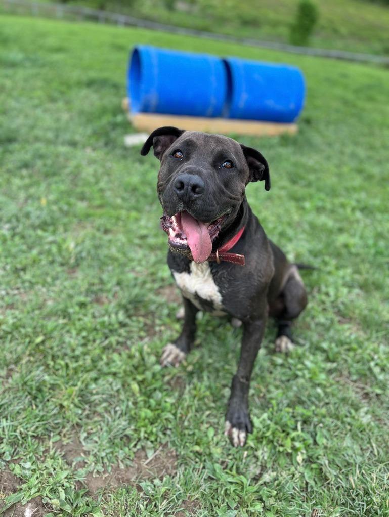 Enlarge Zeus, a Adoptable Pit Bull Terrier in Hudson, NY image 1/5