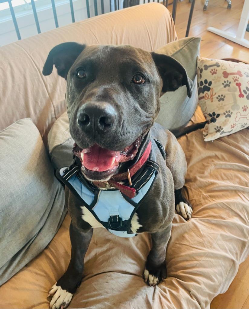 Enlarge Zeus, a Adoptable Pit Bull Terrier in Hudson, NY image 1/4