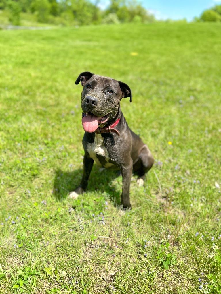 Enlarge Zeus, a Adoptable Pit Bull Terrier in Hudson, NY image 2/4