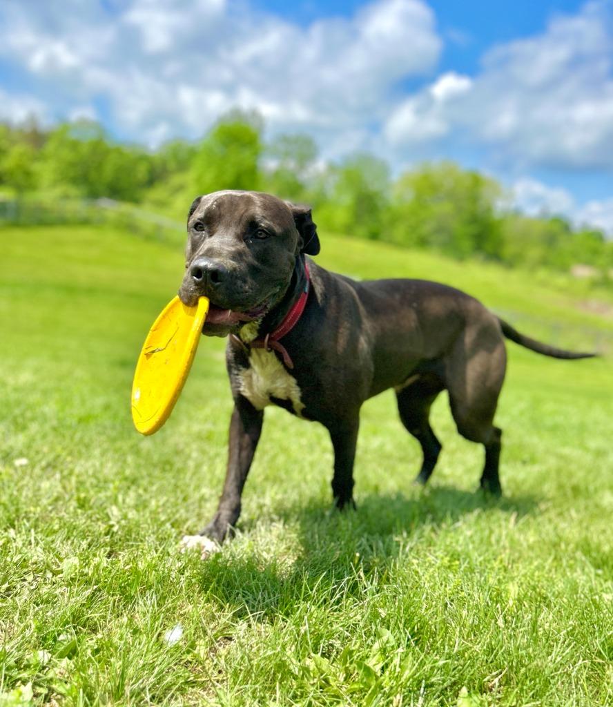 Enlarge Zeus, a Adoptable Pit Bull Terrier in Hudson, NY image 2/5