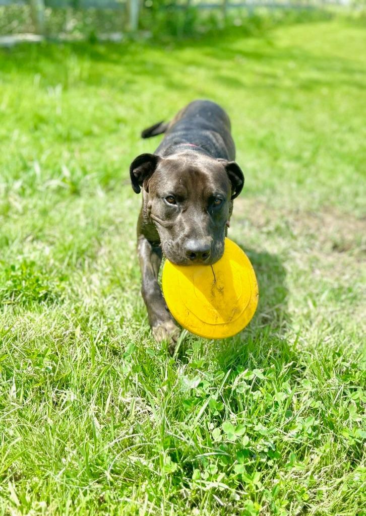 Enlarge Zeus, a Adoptable Pit Bull Terrier in Hudson, NY image 4/4