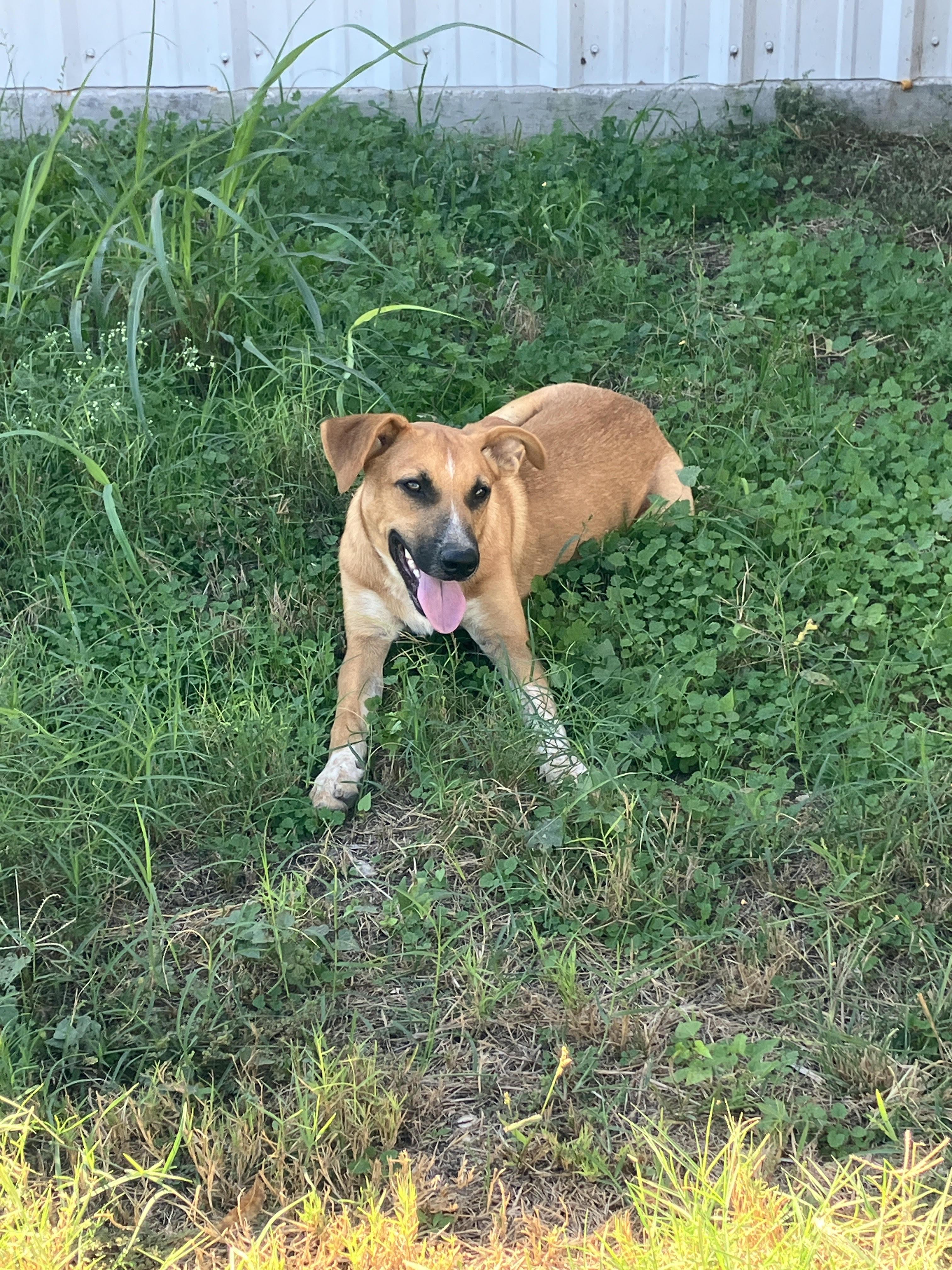 SVEN-Seriously Silly