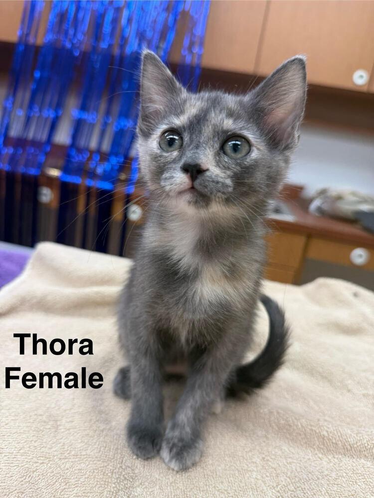 Enlarge Thora, a Adoptable Domestic Short Hair in Lancaster, CA image 1/1
