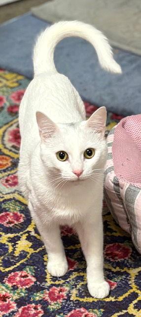 Gem, Adoptable, Kitten Female Domestic Short Hair.