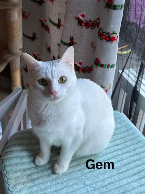 Enlarge Gem, a Adopted Domestic Short Hair in Antioch, CA image 2/3