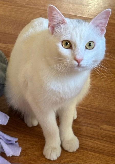 Enlarge Gem, a Adopted Domestic Short Hair in Antioch, CA image 3/3