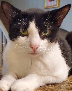 Oreo Cookie, a Adoptable Domestic Short Hair in Glendale, AZ image 1/3