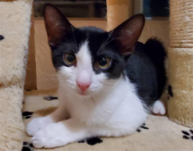 Oreo Cookie, a Adoptable Domestic Short Hair in Glendale, AZ image 2/3
