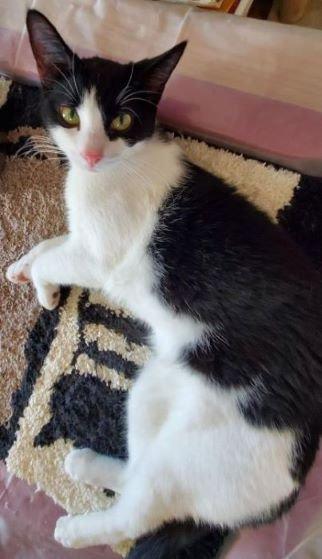 Oreo Cookie, a Adoptable Domestic Short Hair in Glendale, AZ image 3/3