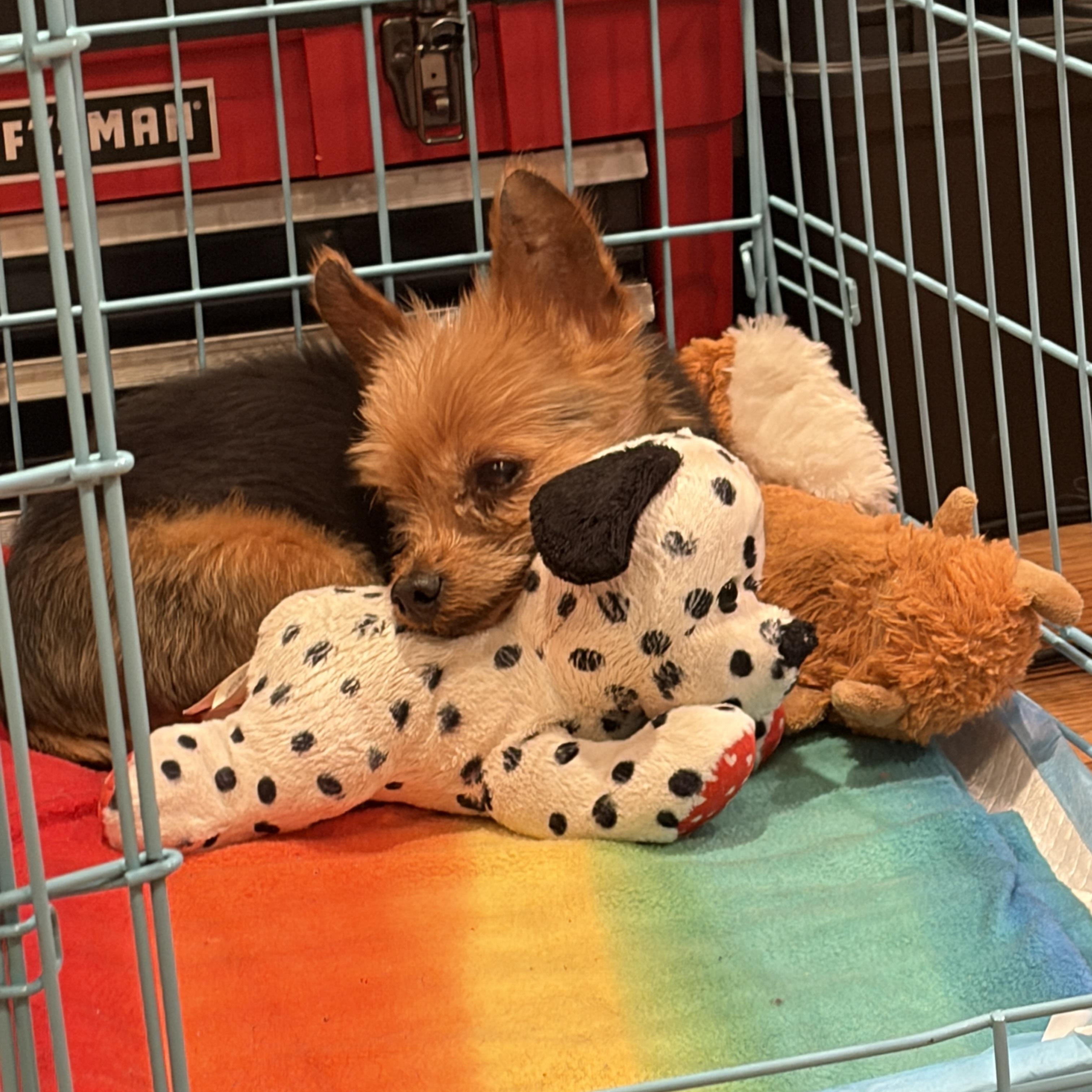Enlarge Poncho- Tiny Pup, Big Personality, a Adoptable Yorkshire Terrier in Blairstown , NJ image 4/4