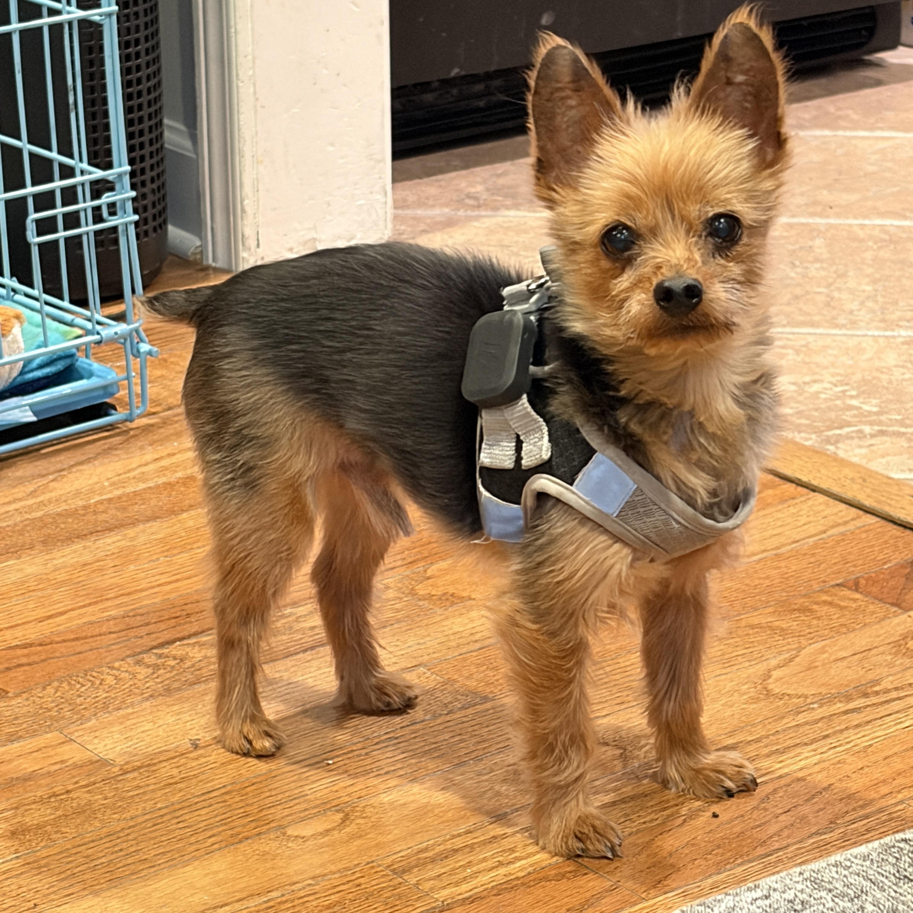 Enlarge Poncho- Tiny Pup, Big Personality, a Adoptable Yorkshire Terrier in Blairstown , NJ image 1/4