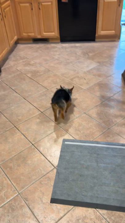 Enlarge Poncho- Tiny Pup, Big Personality, a Adoptable Yorkshire Terrier in Blairstown , NJ video 3/4